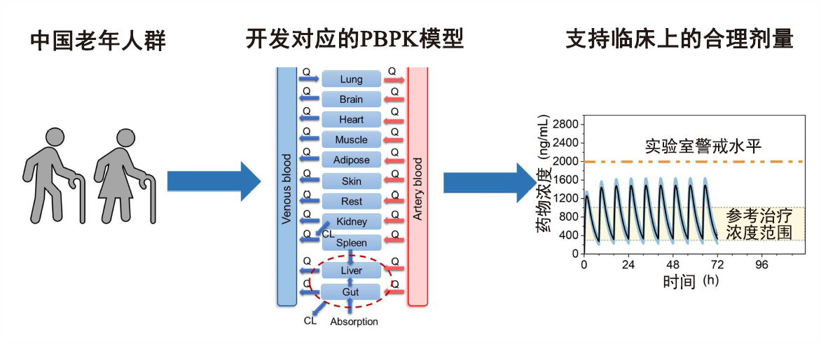 文章推薦 | 使用生理藥代動(dòng)力學(xué)PBPK模型支持中國老年人群的合理用藥