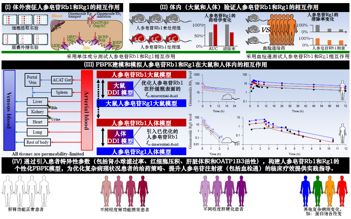 文章推薦 | “藥動(dòng)學(xué)-生物信息學(xué)”聯(lián)用策略引導(dǎo)注射用人參皂苷的精準(zhǔn)用藥：以血栓通為例